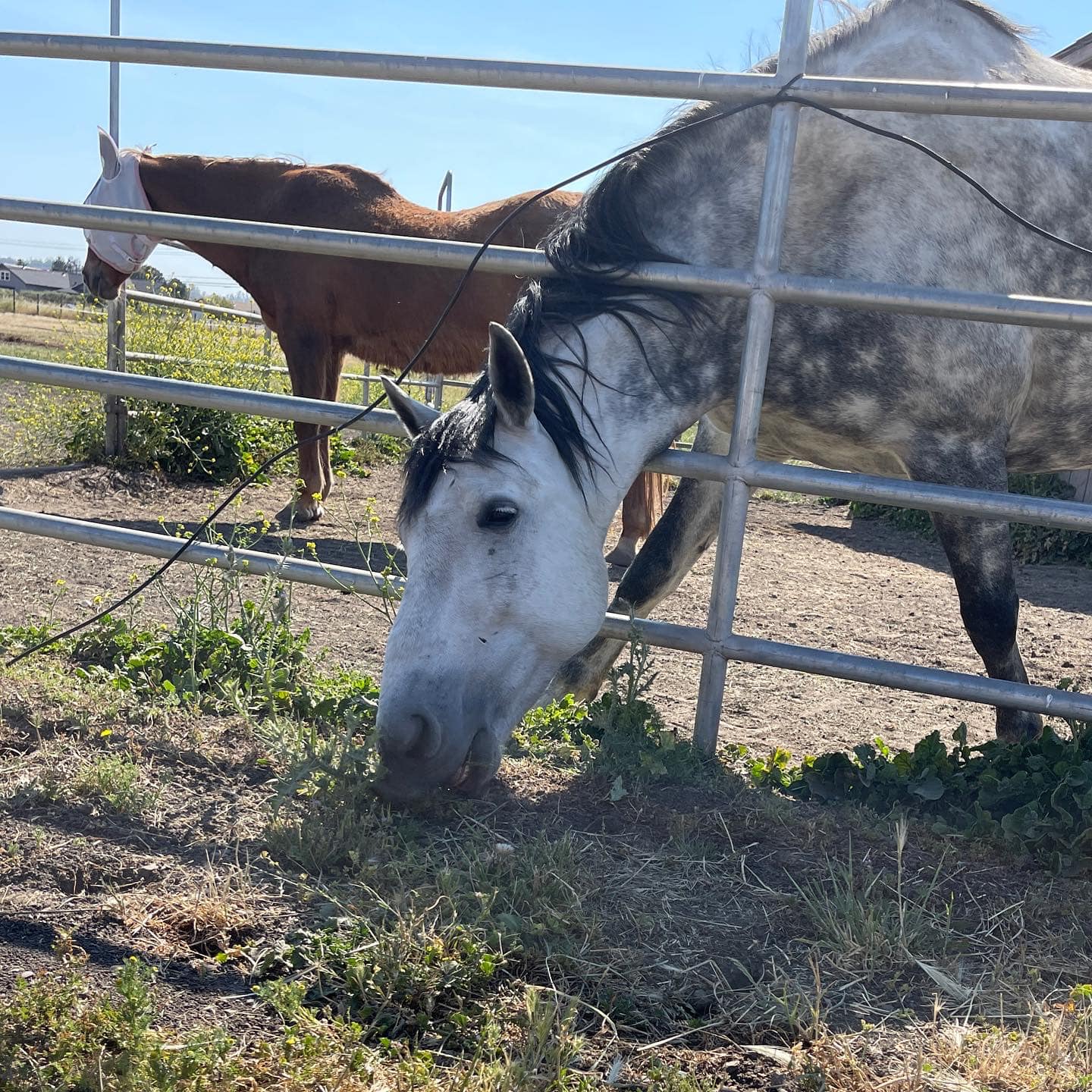 HealthyMindAndHorseTimeWhiteandGreyhorse