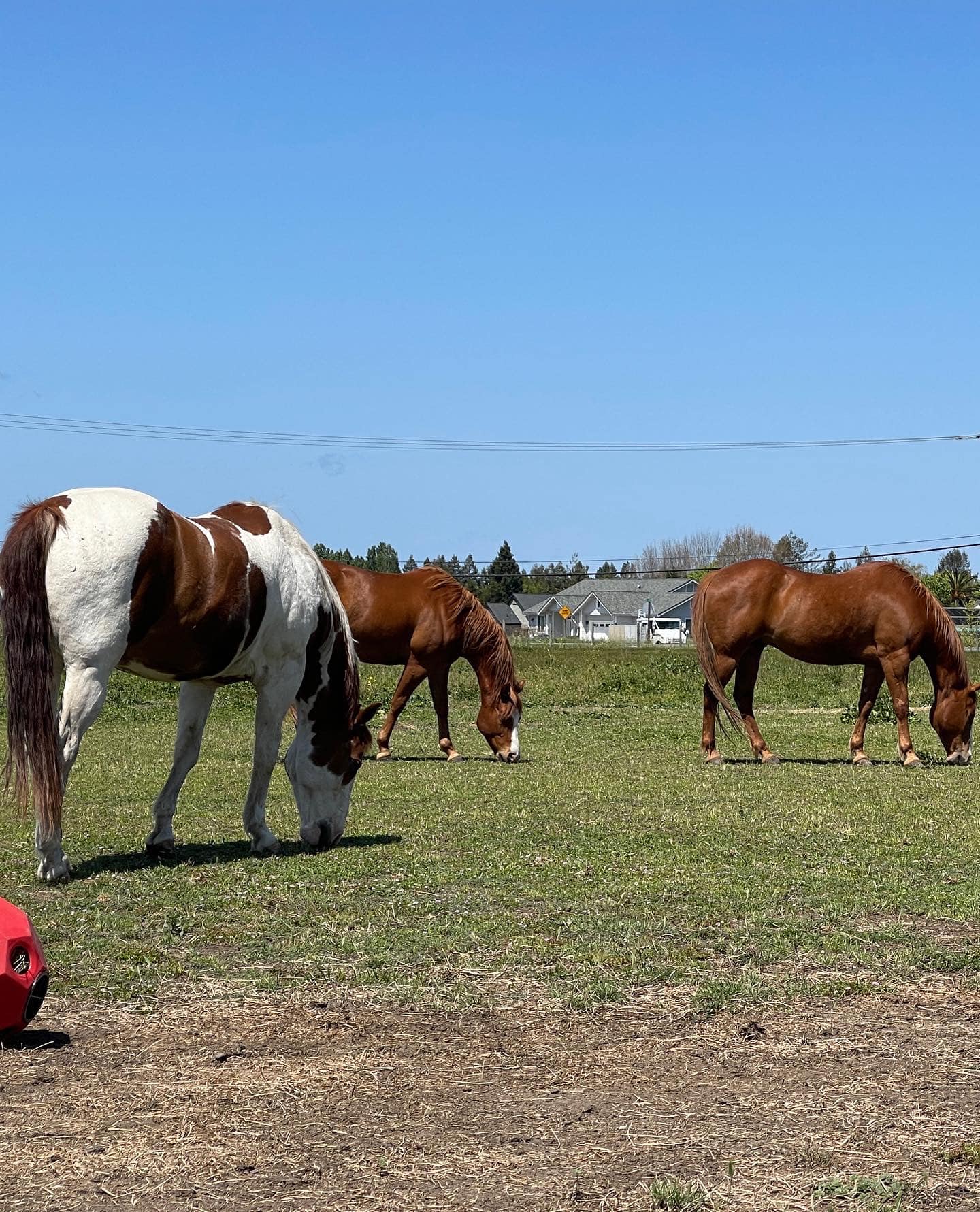 HeardHealthyMindAndHorseTime