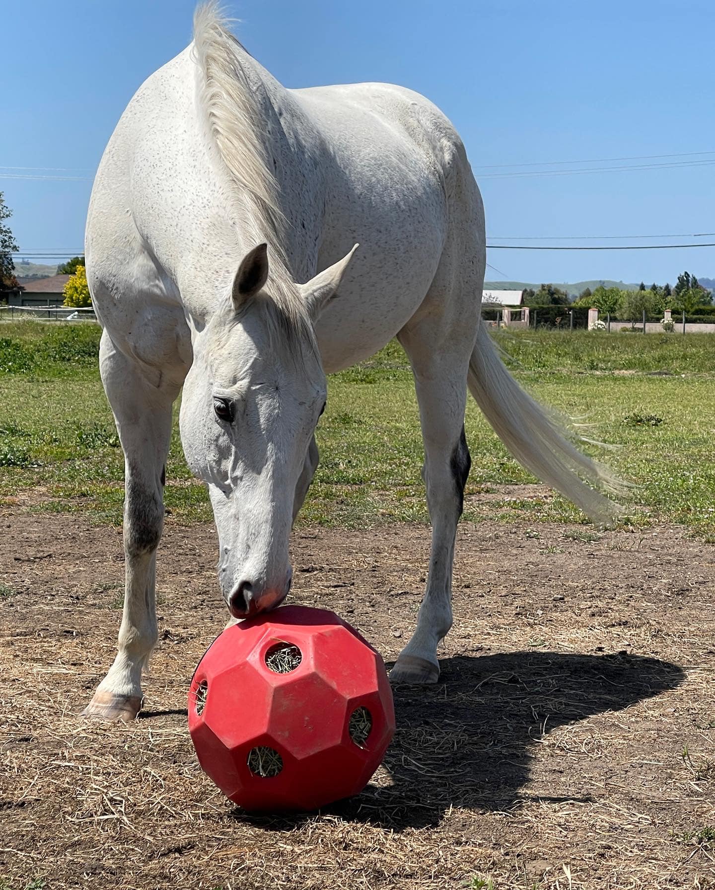 PattyHealthyMindAndHorseTime PattyHealthyMindAndHorseTime