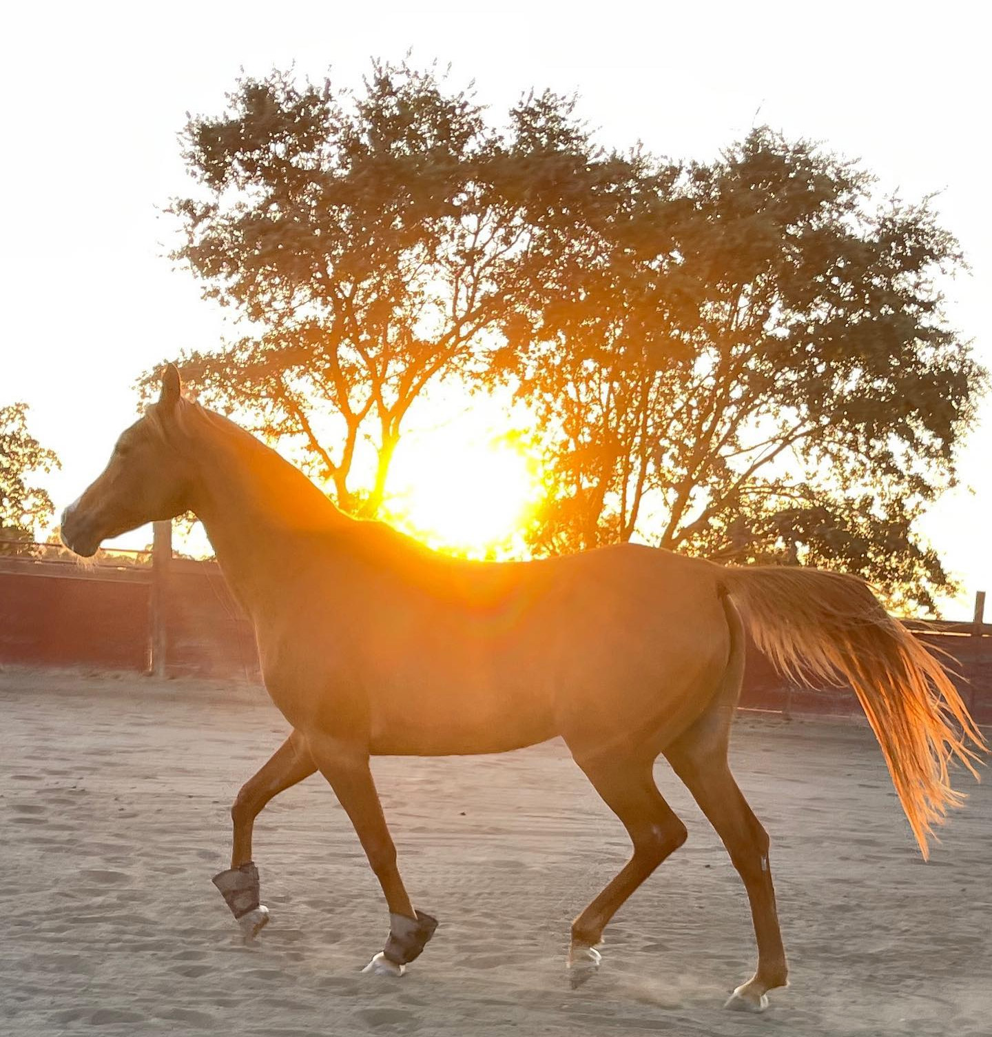 HealthyMindandHorseTimeDiscoveryHarmony