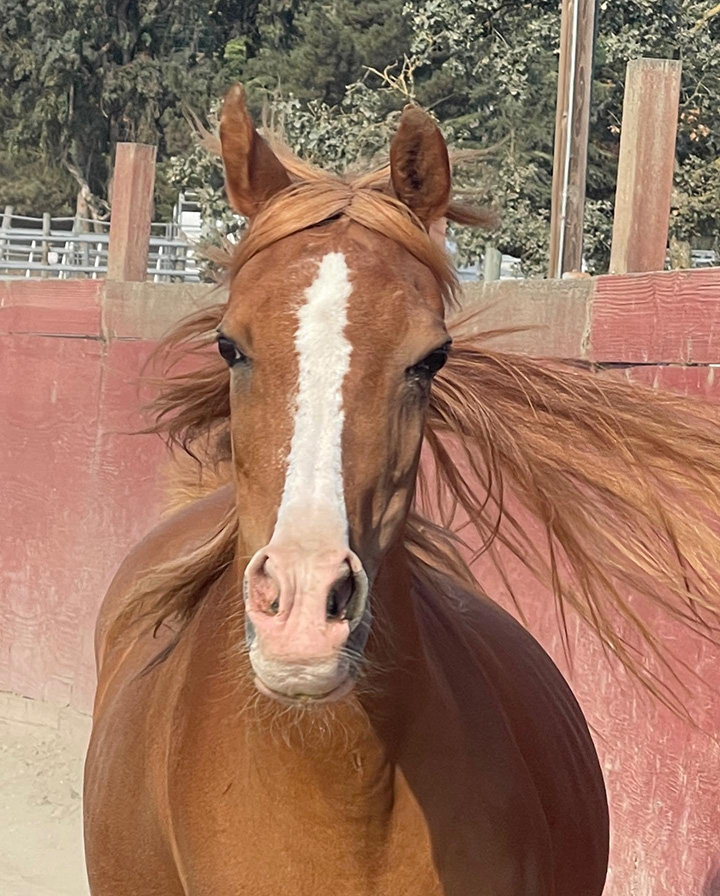 HealthyMindandHorseTimeSaftey HealthyMindandHorseTimeSaftey